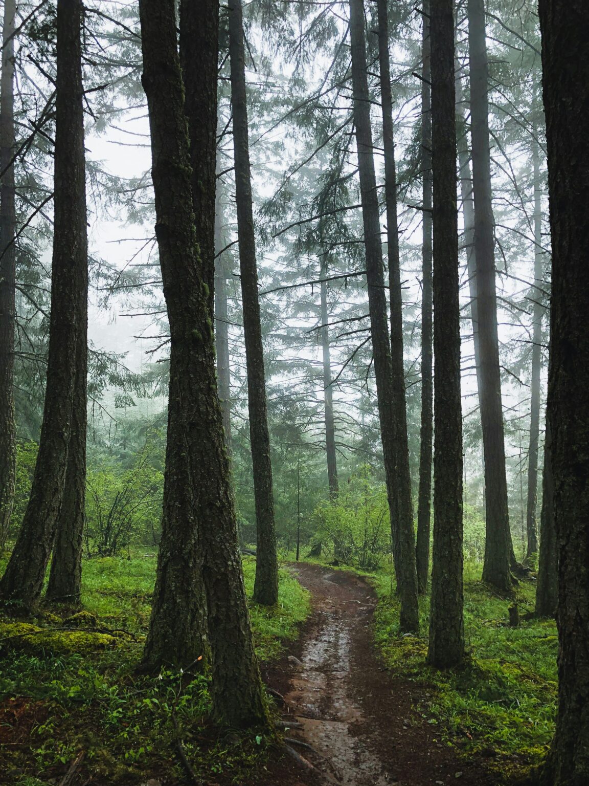 Foggy Trail in Smoky Mountains for Blog Cover Photo