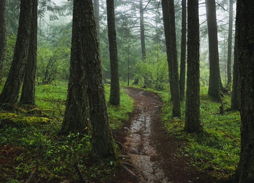 Foggy Trail in Smoky Mountains for Blog Cover Photo