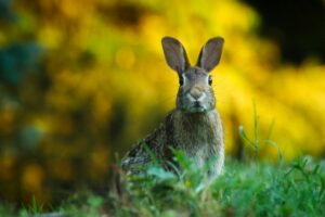 A brown rabbit sits alert in green grass, framed by a blurred yellow and green background, looking directly at the camera—perfect for showcasing wildlife photos on your Elementor website.