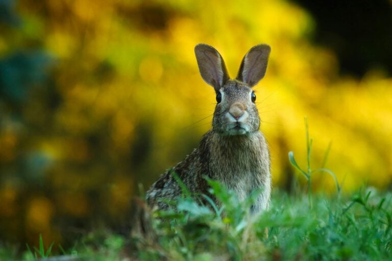 A brown rabbit sits alert in green grass, framed by a blurred yellow and green background, looking directly at the camera—perfect for showcasing wildlife photos on your Elementor website.