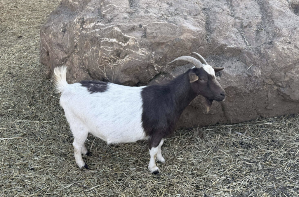 A black and white goat with curved horns stands on straw-covered ground near a large rock, reminiscent of the playful goats at Goats on the Roof in scenic Pigeon Forge, nestled in the Smoky Mountains.