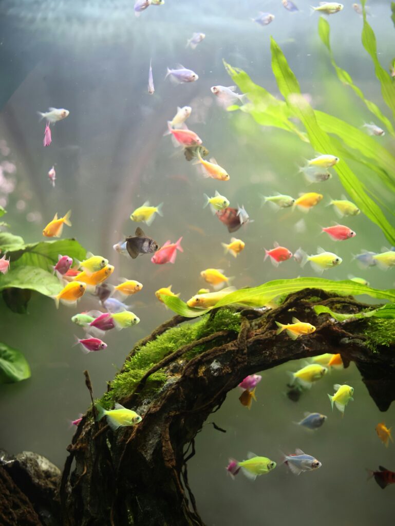A variety of small, colorful fish swim among green aquatic plants and moss-covered driftwood in a clear aquarium, capturing the serene beauty found at Ripley&rsquo;s Aquarium of the Smokies.