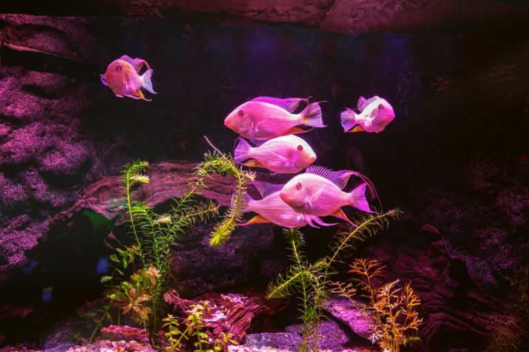 Five pinkish fish swim together in a dimly lit aquarium with purple lighting at Ripley&rsquo;s Aquarium of the Smokies. Green aquatic plants and rocks decorate the tank&rsquo;s bottom and background, enhancing this aquatic guide experience.