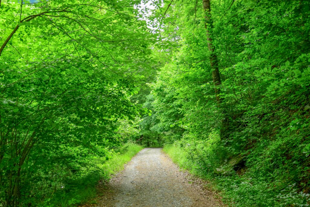 A gravel path winds through a lush, green forest with dense trees and foliage on both sides under bright daylight&mdash;perfect for anyone visiting Gatlinburg or following a Gatlinburg guide to explore nature's beauty.