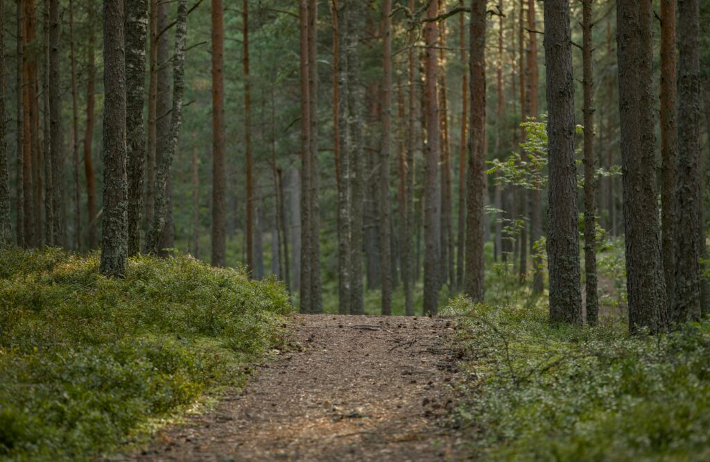 A narrow dirt path winds through a dense forest of tall, straight pine trees in the Smoky Mountains, with sunlight filtering through the branches and lush green undergrowth covering one of the region's best hikes.