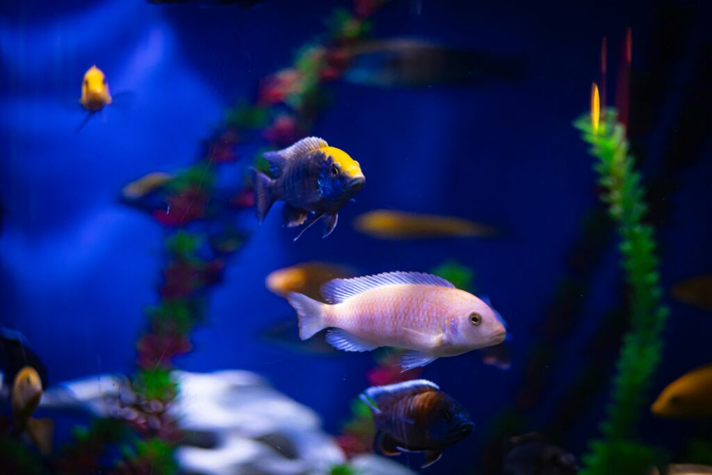 Colorful fish swim in a blue-lit aquarium at Ripley’s Aquarium of the Smokies, with green and red aquatic plants and a blurred background, featuring a prominent light pink fish in the foreground.